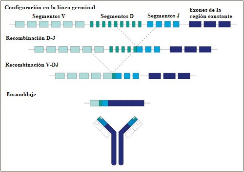 Generación De Células B Y Diversidad De Los Anticuerpos | British ...